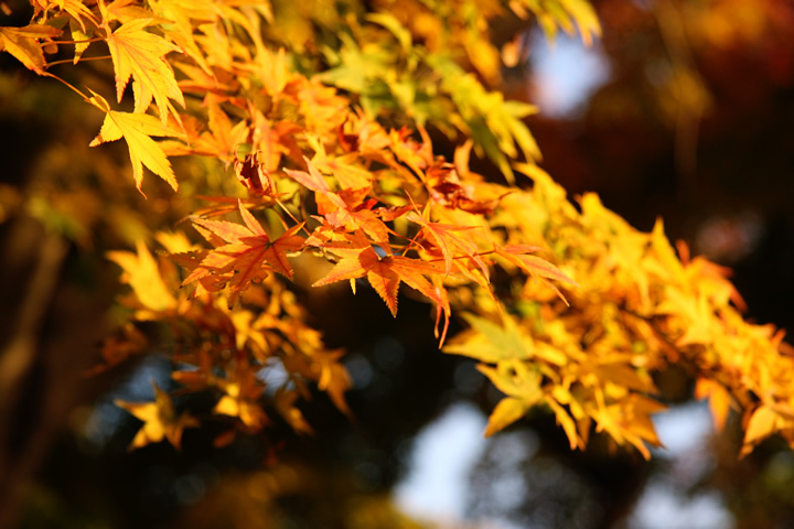 秋 紅葉のフリー写真素材 無料画像078