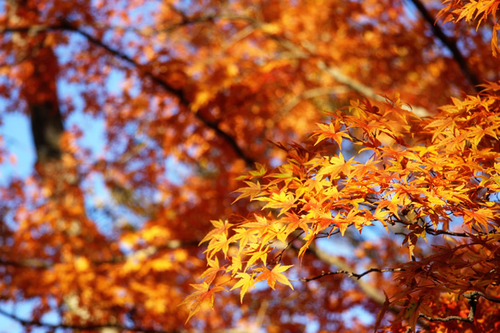 秋 紅葉のフリー写真素材 無料画像112