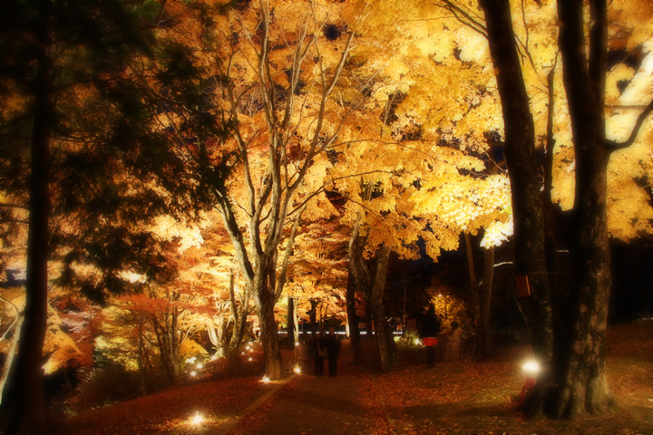 秋 紅葉のフリー写真素材 無料画像131