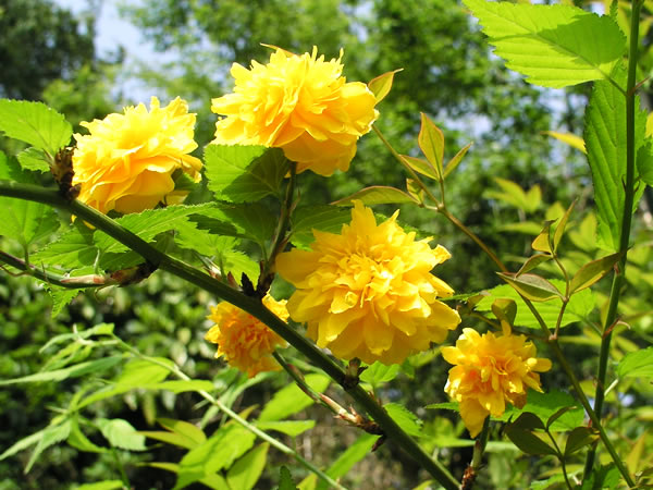 八重山吹 ヤエヤマブキ