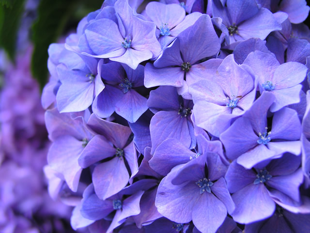 青紫のアジサイの無料写真素材