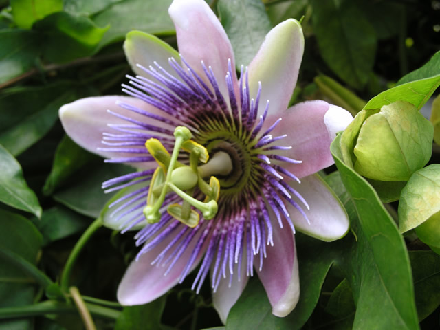 時計草 トケイソウ の花