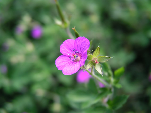 ゲンノショウコの花