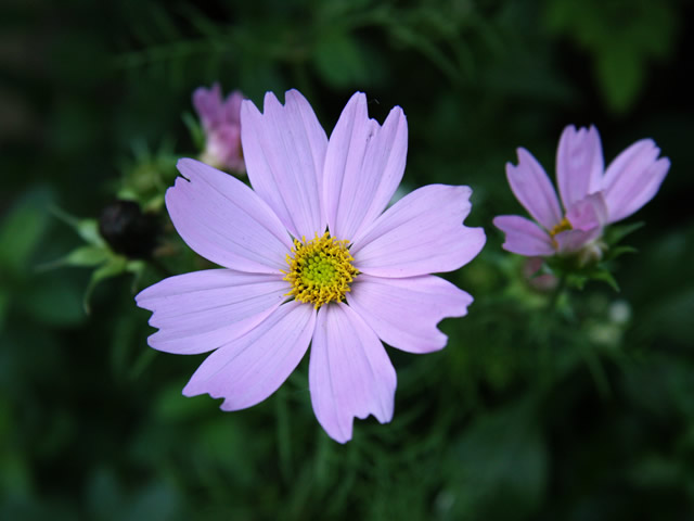 コスモス 秋の花の無料素材