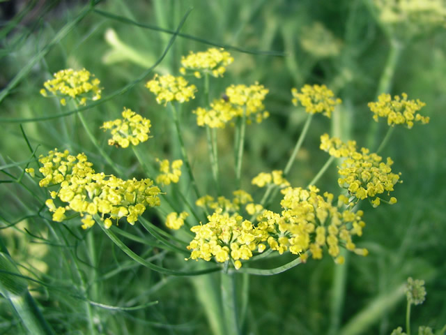 フェンネルの花の無料写真素材