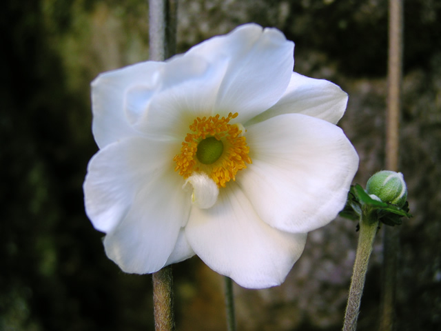 シュウメイギク 秋明菊