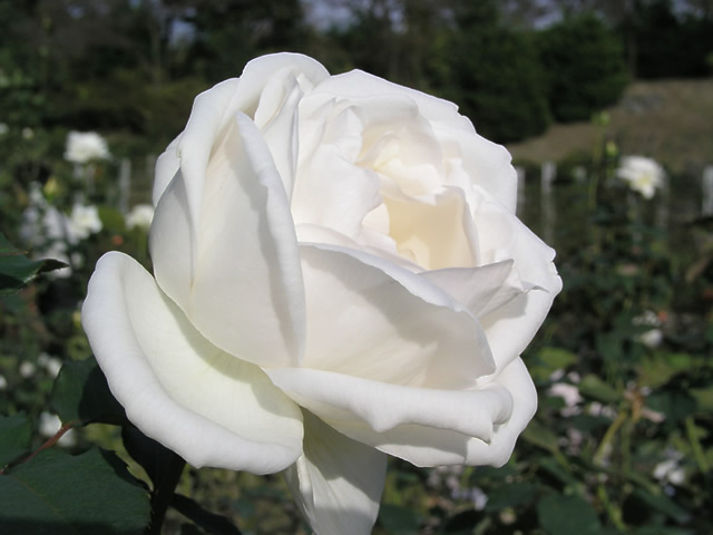 白薔薇の無料画像