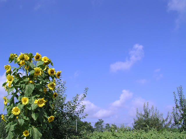 向日葵 ひまわり と青空 無料写真素材