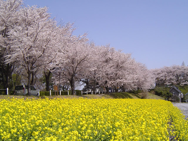 春 桜 お花見のフリー写真素材 無料画像012