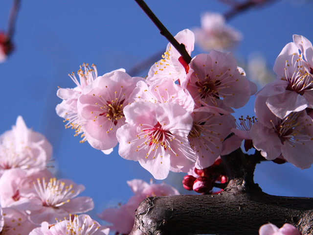 春・桜・お花見のフリー写真素材・無料画像072
