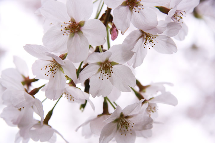 春・桜・お花見のフリー写真素材・無料画像090