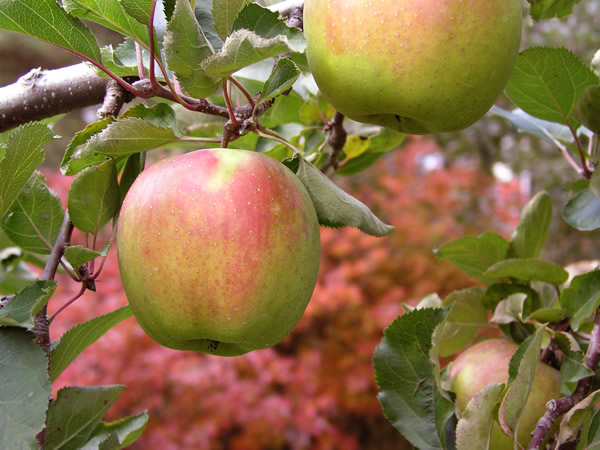 リンゴ 陸奥 のフリー写真素材 無料画像