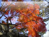 秋の素材・紅葉のフリー写真素材・無料画像001