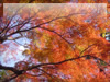 秋の素材・紅葉のフリー写真素材・無料画像002