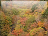 秋の素材・紅葉のフリー写真素材・無料画像005