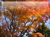 秋の素材・紅葉のフリー写真素材・無料画像007
