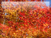 秋の素材・紅葉のフリー写真素材・無料画像008