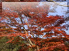 秋の素材・紅葉のフリー写真素材・無料画像009