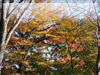 秋の素材・紅葉のフリー写真素材・無料画像010
