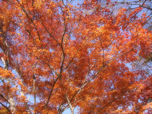 今が盛りの紅葉