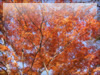 秋の素材・紅葉のフリー写真素材・無料画像011
