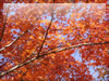 秋の素材・紅葉のフリー写真素材・無料画像012