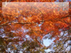 秋の素材・紅葉のフリー写真素材・無料画像013