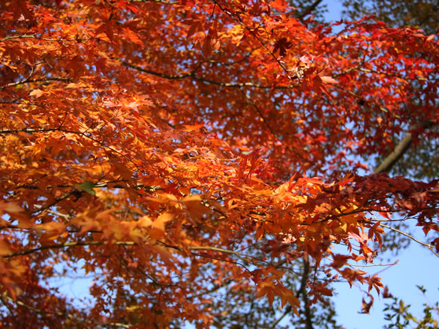 秋の夕日に照る山紅葉