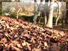 秋の素材・紅葉のフリー写真素材・無料画像017
