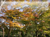 秋の素材・紅葉のフリー写真素材・無料画像018