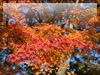 秋の素材・紅葉のフリー写真素材・無料画像019