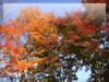 秋の素材・紅葉のフリー写真素材・無料画像020