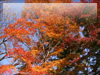 秋の素材・紅葉のフリー写真素材・無料画像021
