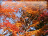 秋の素材・紅葉のフリー写真素材・無料画像022