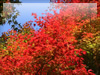 秋の素材・紅葉のフリー写真素材・無料画像023