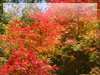 秋の素材・紅葉のフリー写真素材・無料画像024