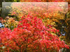 秋の素材・紅葉のフリー写真素材・無料画像025