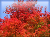 秋の素材・紅葉のフリー写真素材・無料画像026