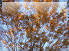 秋の素材・紅葉のフリー写真素材・無料画像027