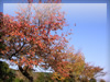 秋の素材・紅葉のフリー写真素材・無料画像028