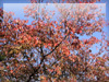 秋の素材・紅葉のフリー写真素材・無料画像029