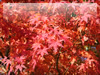 秋の素材・紅葉のフリー写真素材・無料画像030
