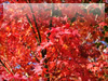 秋・紅葉のフリー写真素材・無料画像031