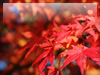 秋・紅葉のフリー写真素材・無料画像033