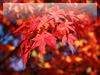 秋・紅葉のフリー写真素材・無料画像034
