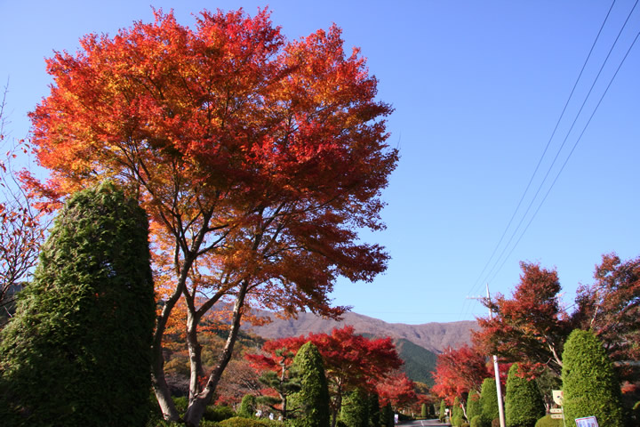 里山の紅葉風景