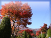 秋・紅葉のフリー写真素材・無料画像035