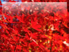 秋・紅葉のフリー写真素材・無料画像038