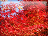 秋・紅葉のフリー写真素材・無料画像039
