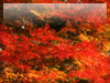 秋・紅葉のフリー写真素材・無料画像043